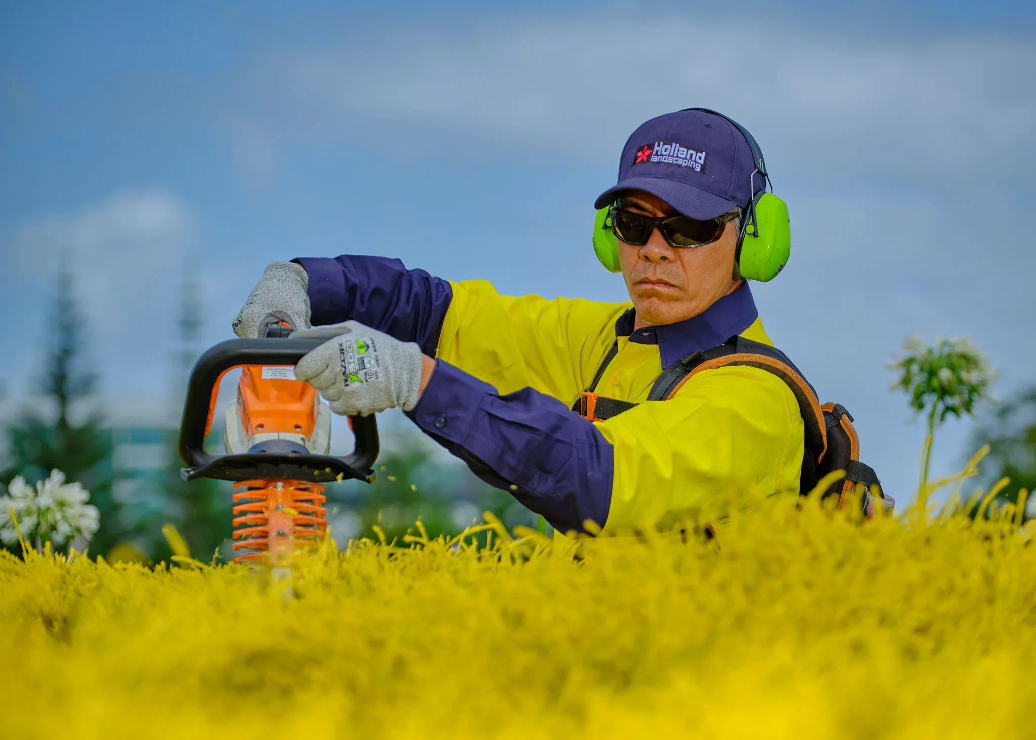 Holland crew member trimming hedges, close-up with yellow foliage