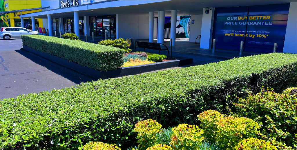 Formal, neatly clipped commercial hedges maintained by Holland Landscaping in Auckland.