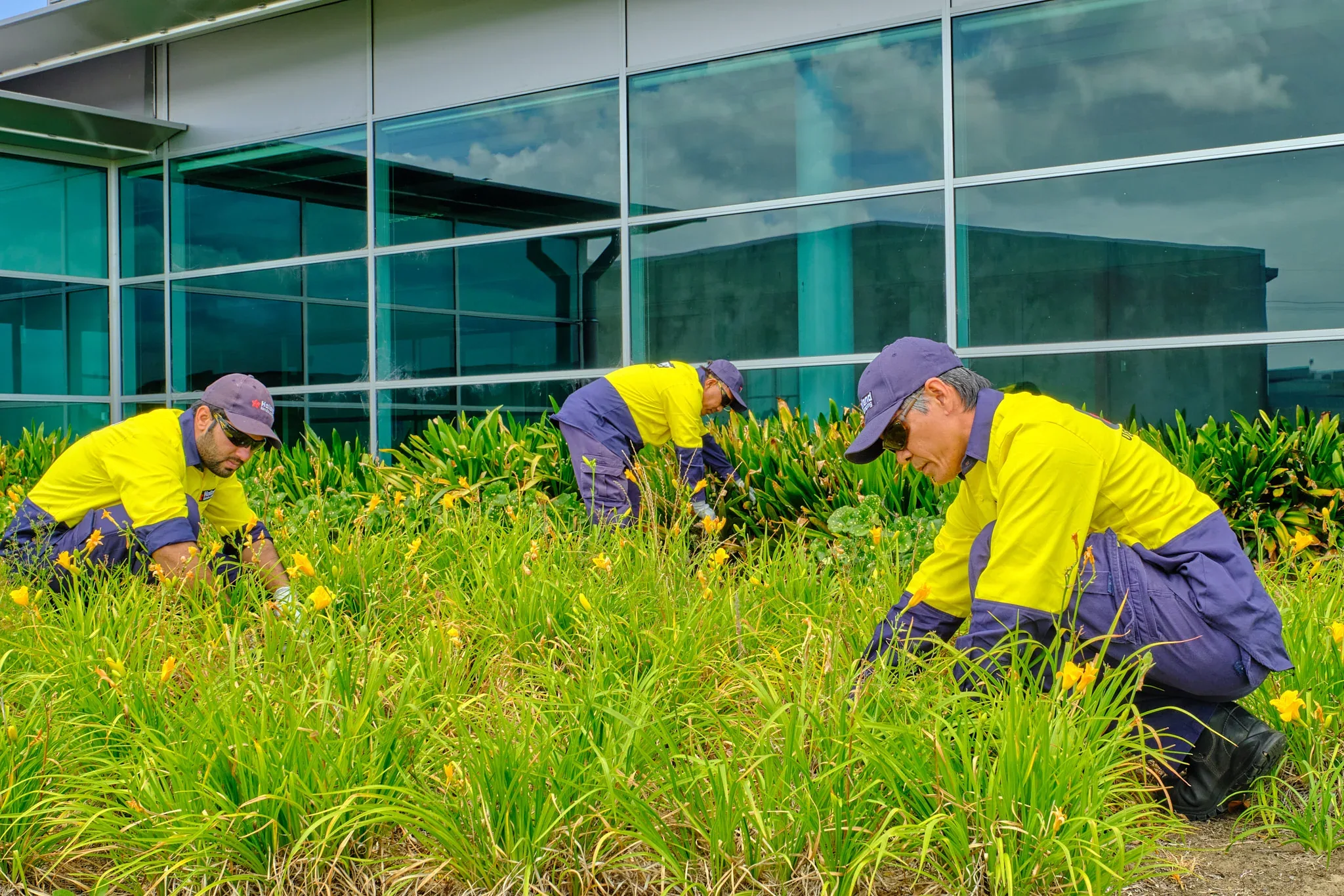 Holland Landscaping crew tending commercial planting beds on an Auckland site