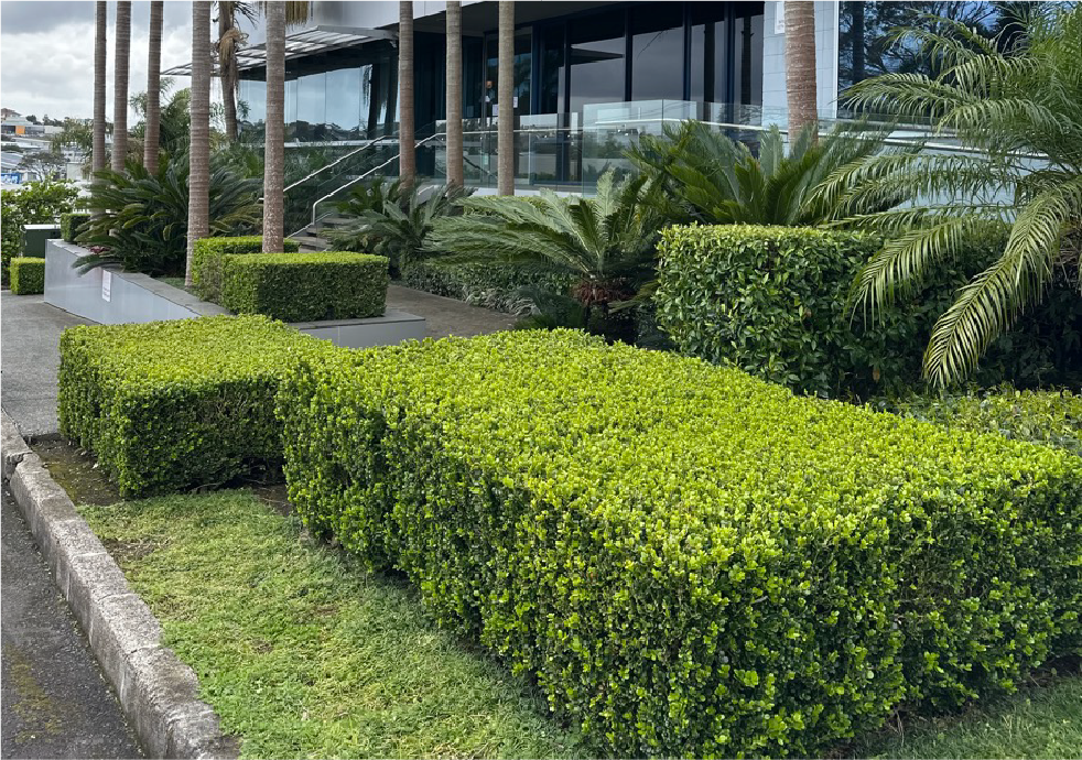 Holland Landscaping maintained garden at an Auckland school