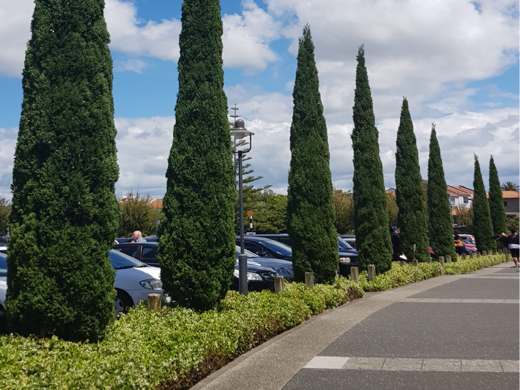 Mixed-use hospitality precinct landscaping in Auckland delivered by Holland Landscaping