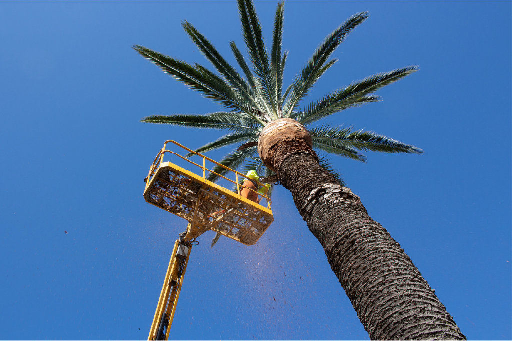 Holland Landscaping arborist working from a cherry picker on an Auckland site