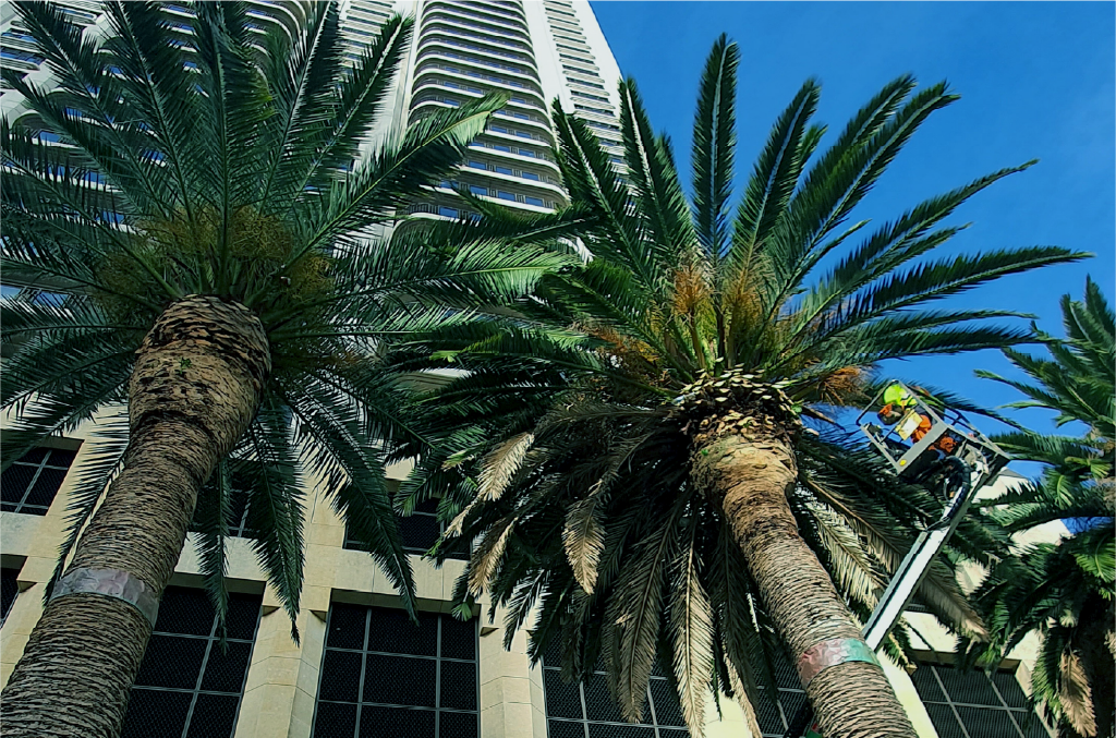 Holland Landscaping arborist pruning a palm from a cherry picker in Auckland