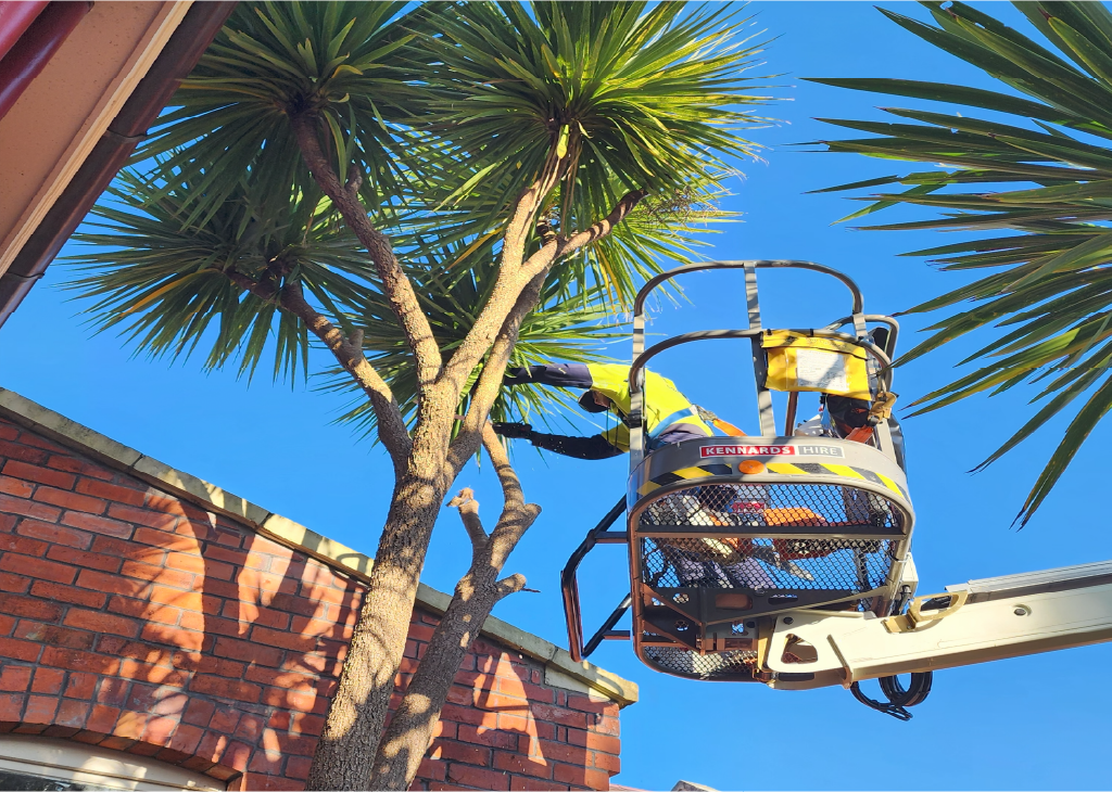 Holland Crew pruning trees at an Auckland place of worship by Holland Landscaping