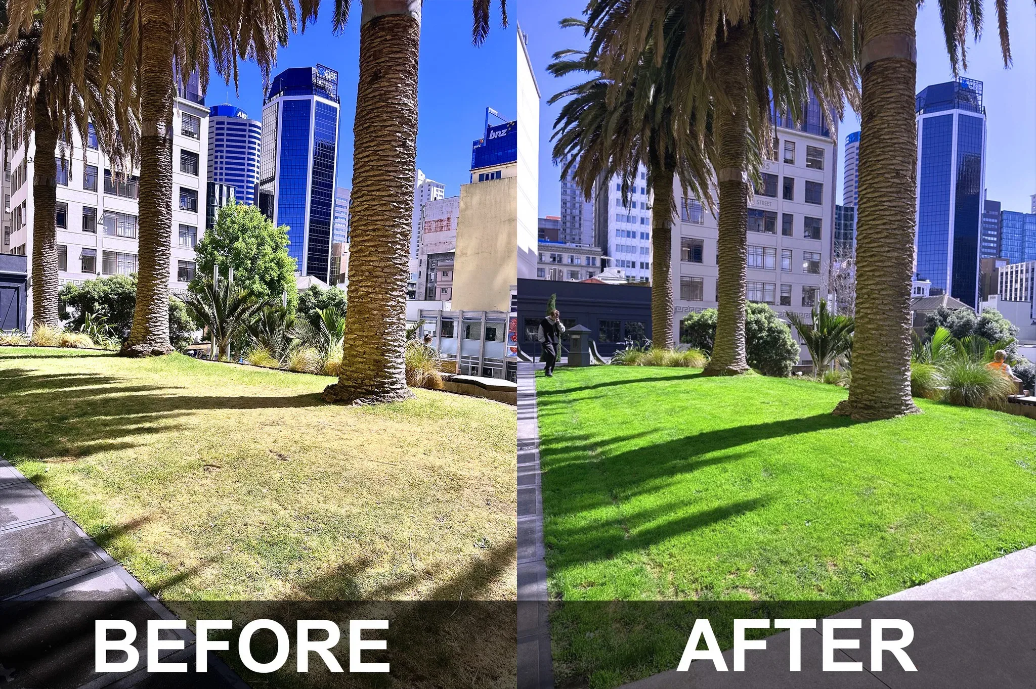 Before and after of a commercial lawn restoration in the Auckland CBD by Holland Landscaping