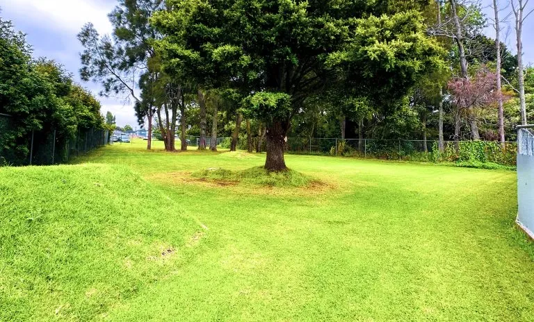 Blind Low Vision NZ site photograph 5