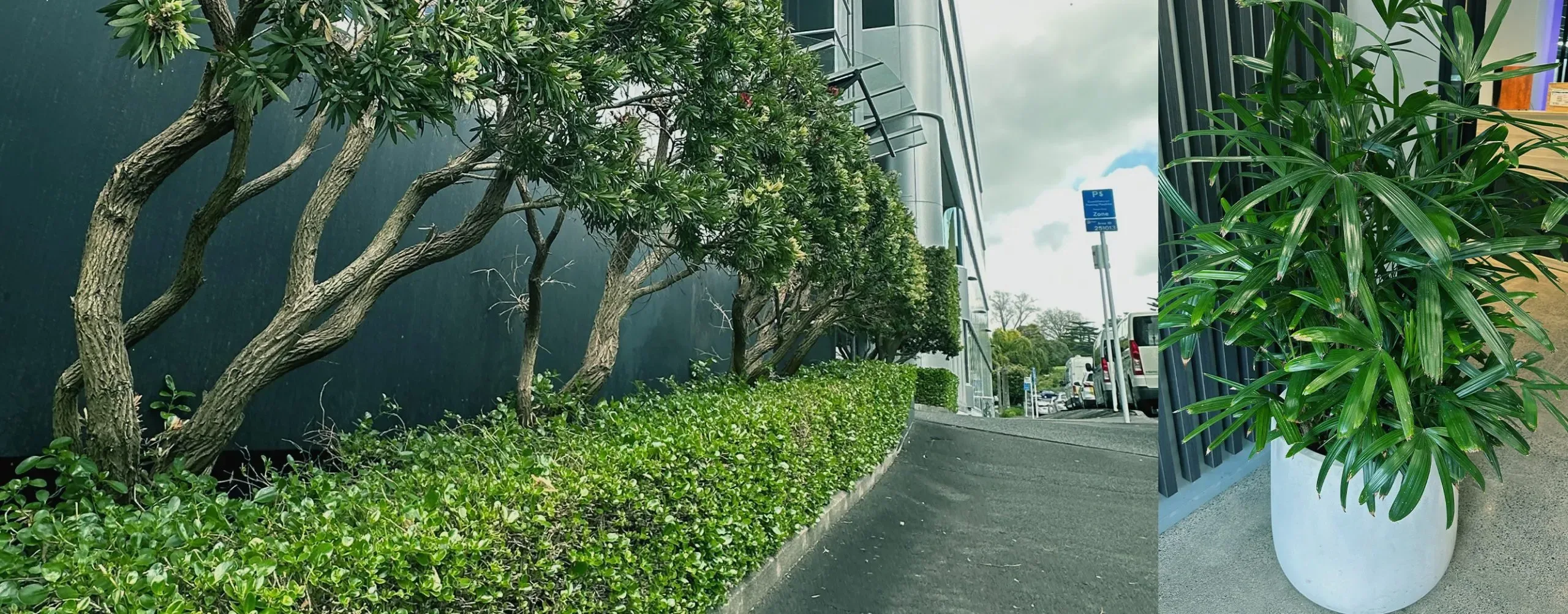 College Hill commercial landscaping site in Auckland by Holland Landscaping