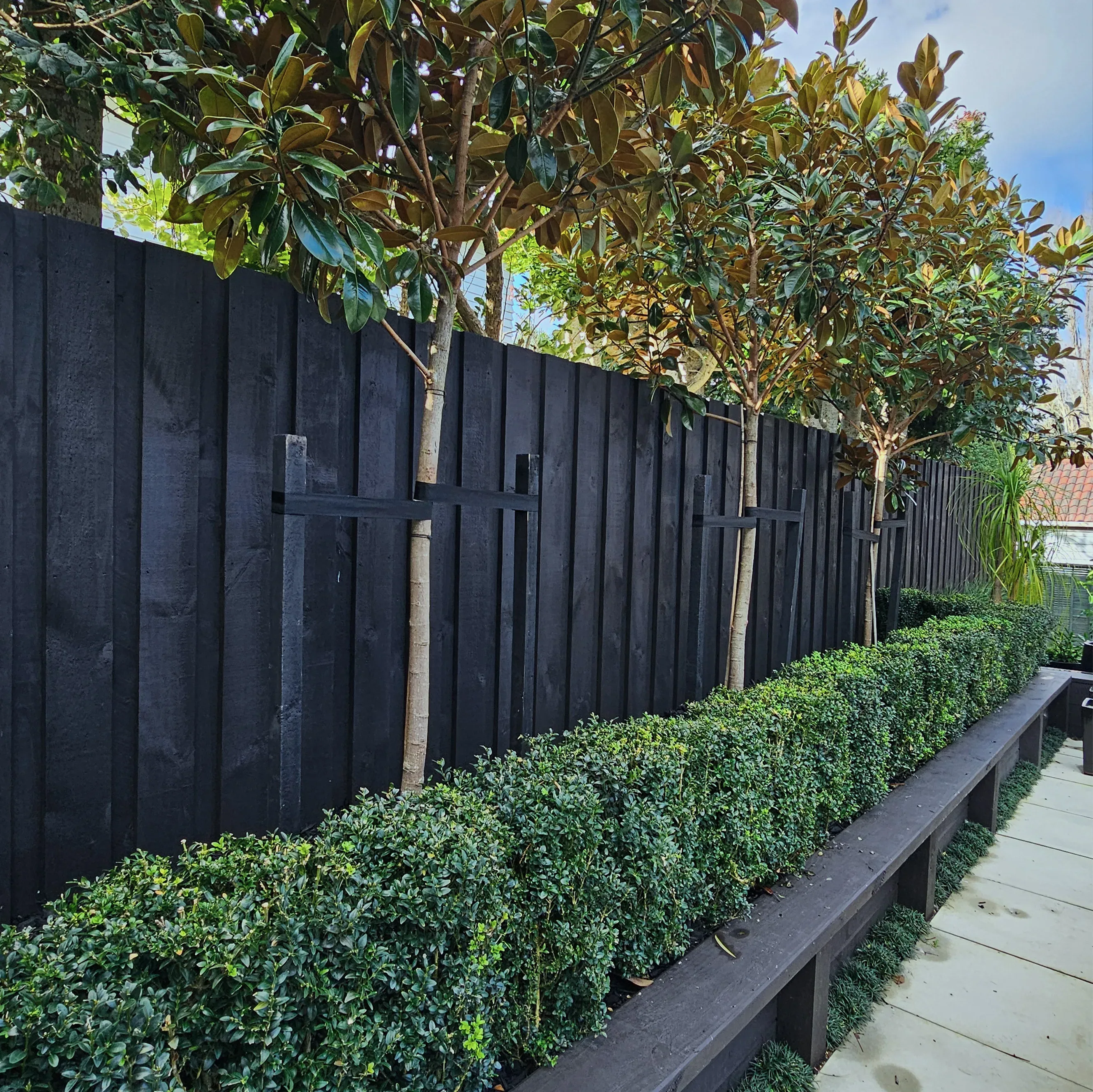 Architectural black fence with espaliered magnolias and box hedging on a Holland landscape design project in Auckland