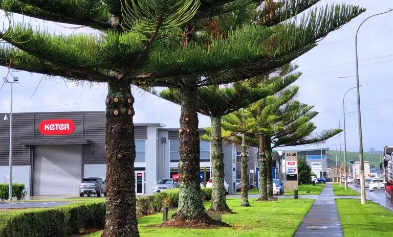 Highbrook Medical, Holland Landscaping project in Auckland