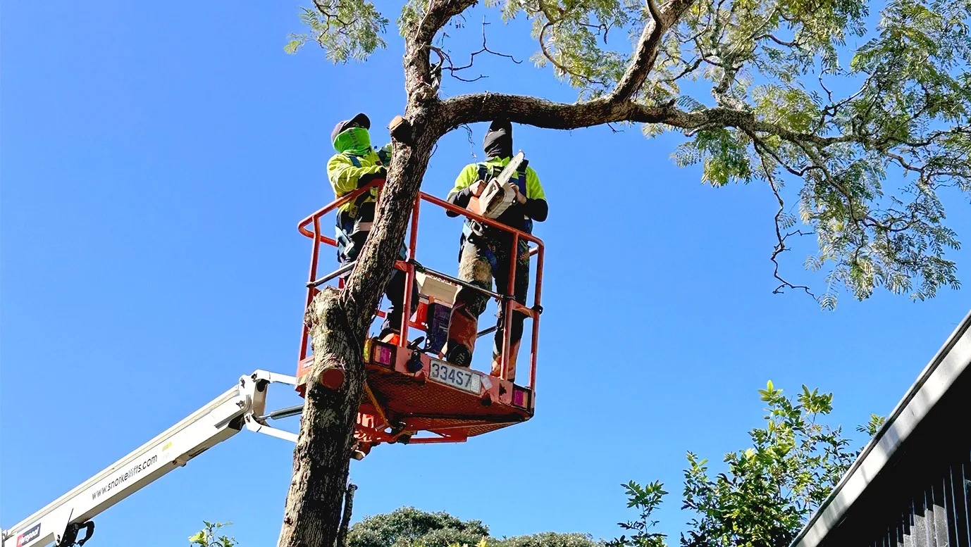 Holland Landscaping arborist working from a cherry picker on an Auckland tree