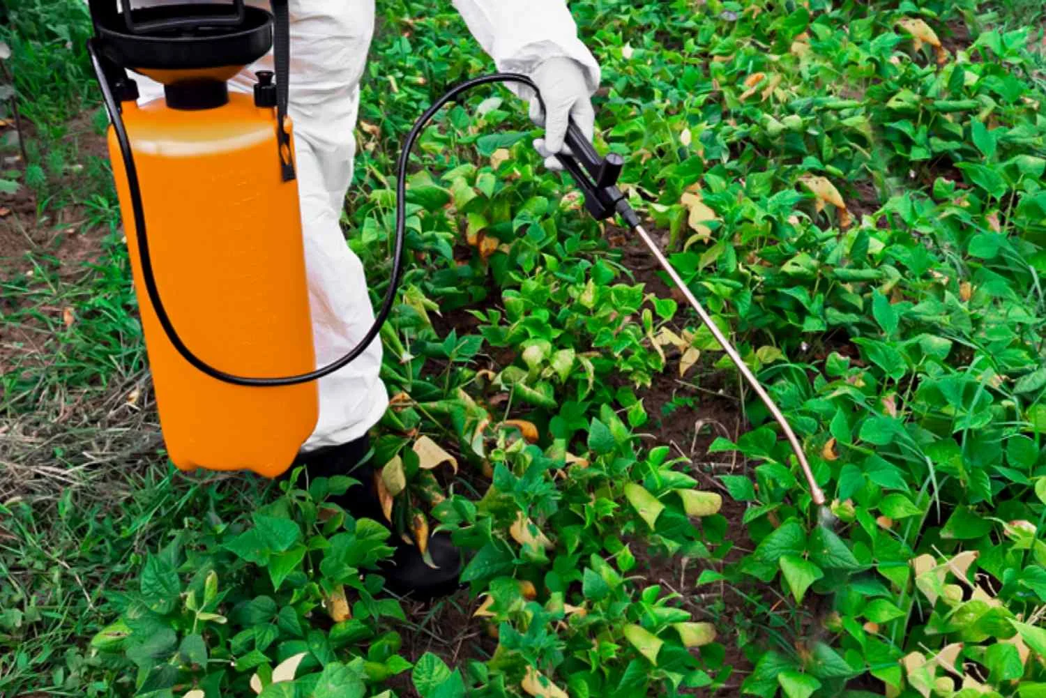 Weed control spray programme on a commercial Auckland property