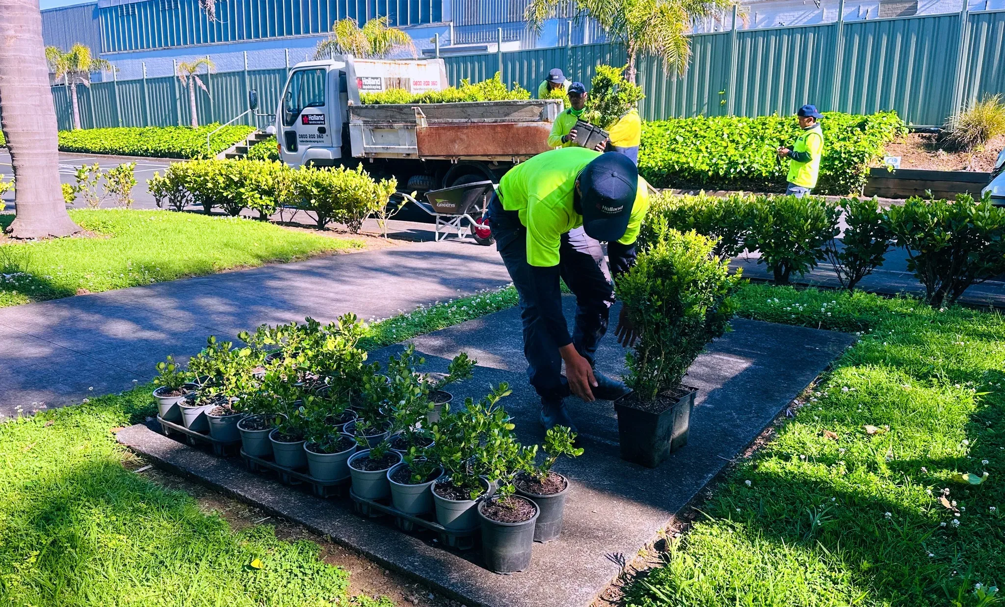 Holland crew planting shrubs on a commercial site