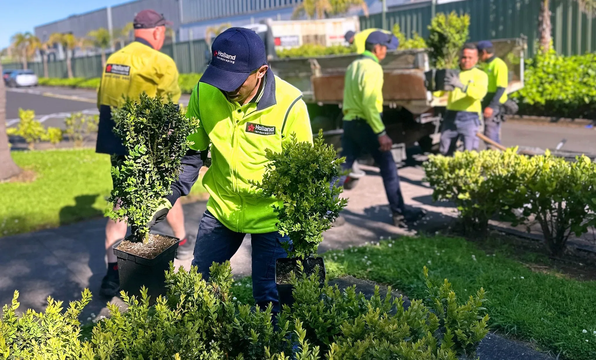 Holland Landscaping crew planting garden beds on a commercial Auckland site