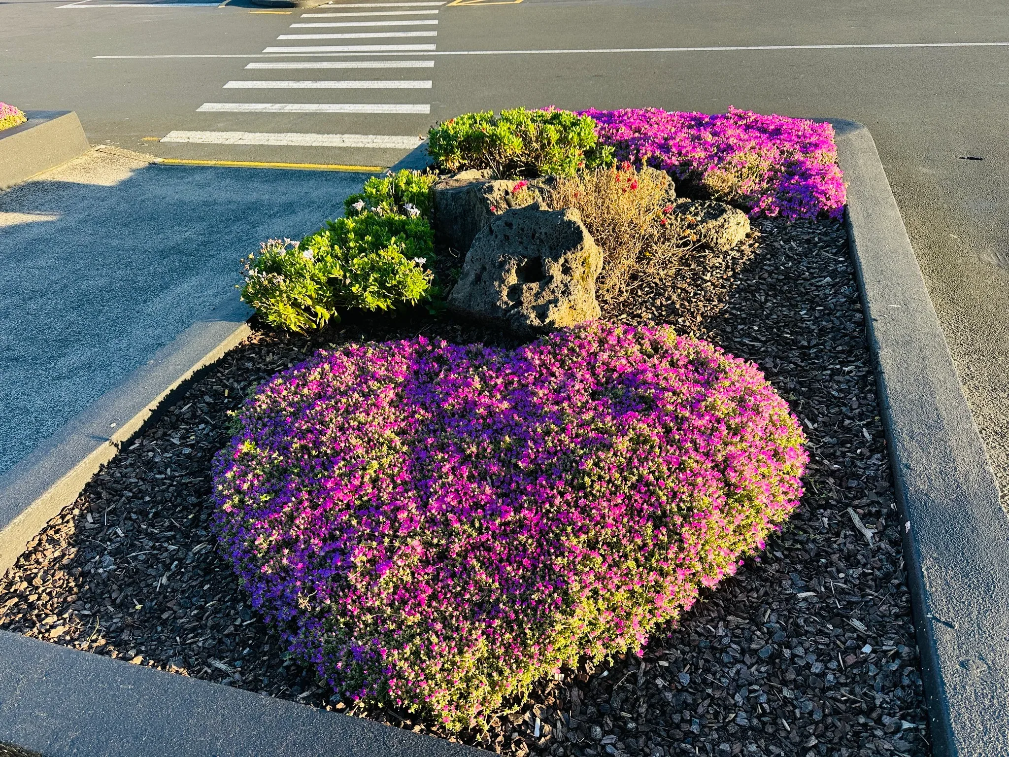 Garden bed planting at an Auckland place of worship by Holland Landscaping